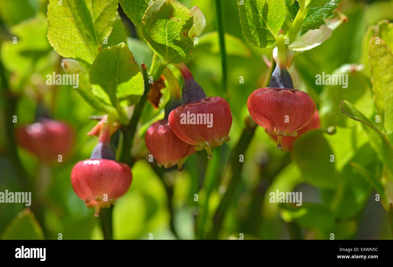 Fleurs d'Huckleberry Banque D'Images