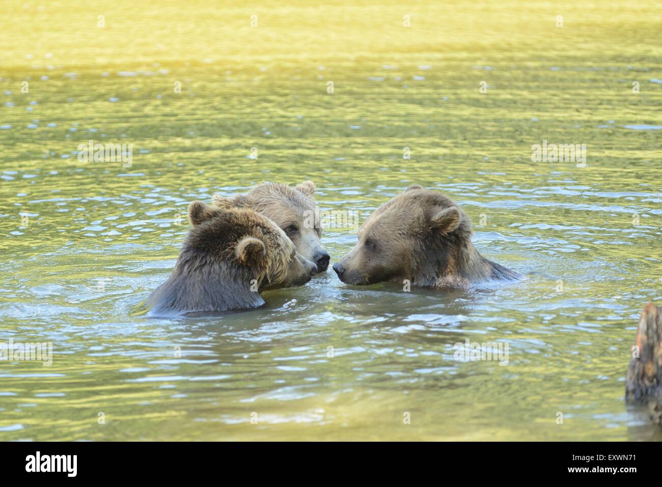 Trois ours bruns jouant dans un lac Banque D'Images