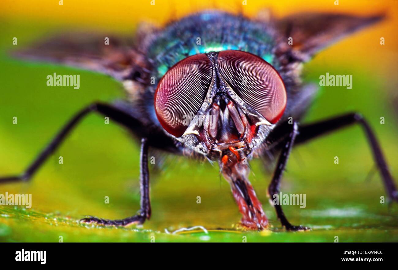 Lucilia caesar Banque D'Images