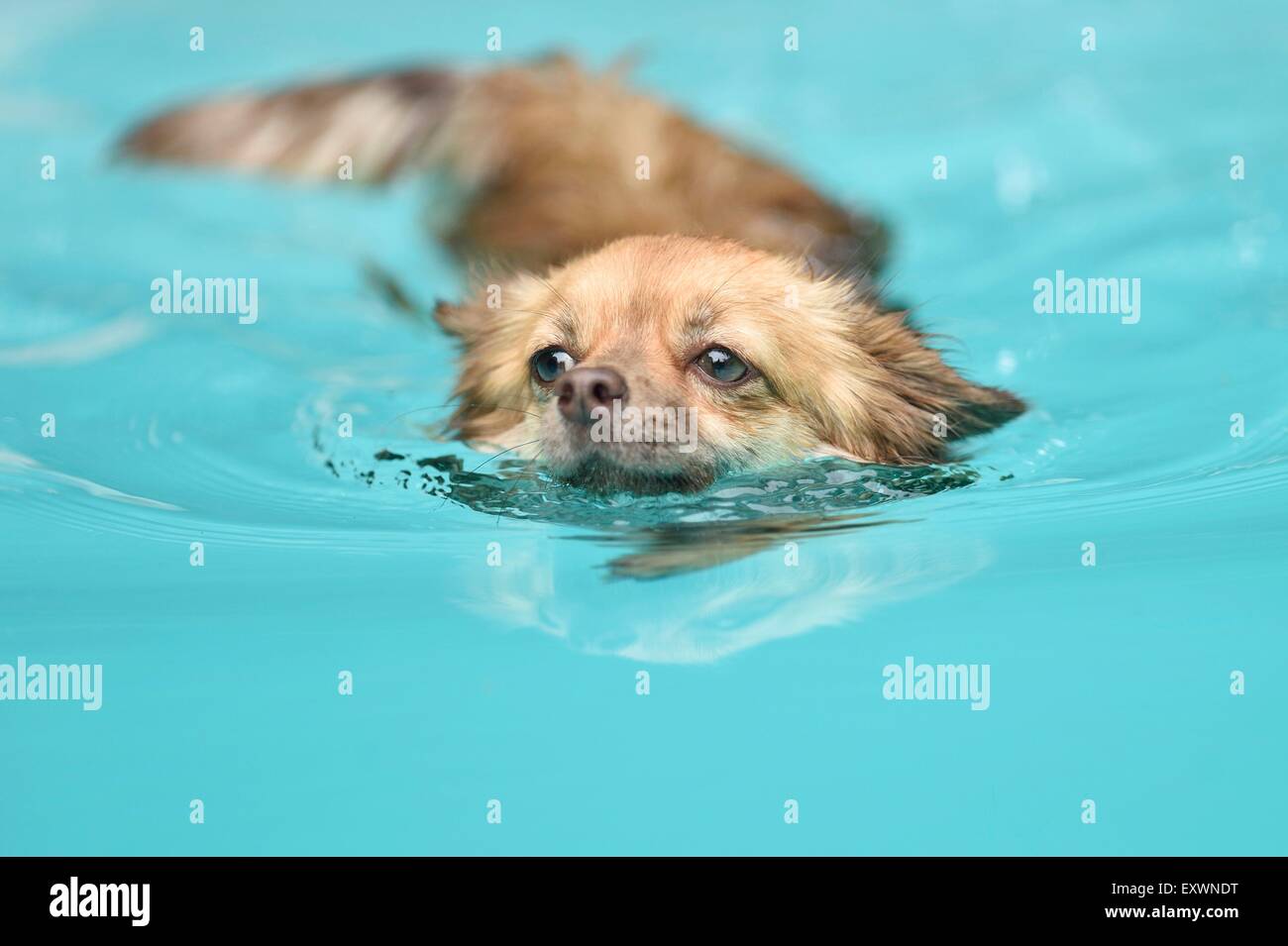 Chihuahua de nager dans une piscine Banque D'Images