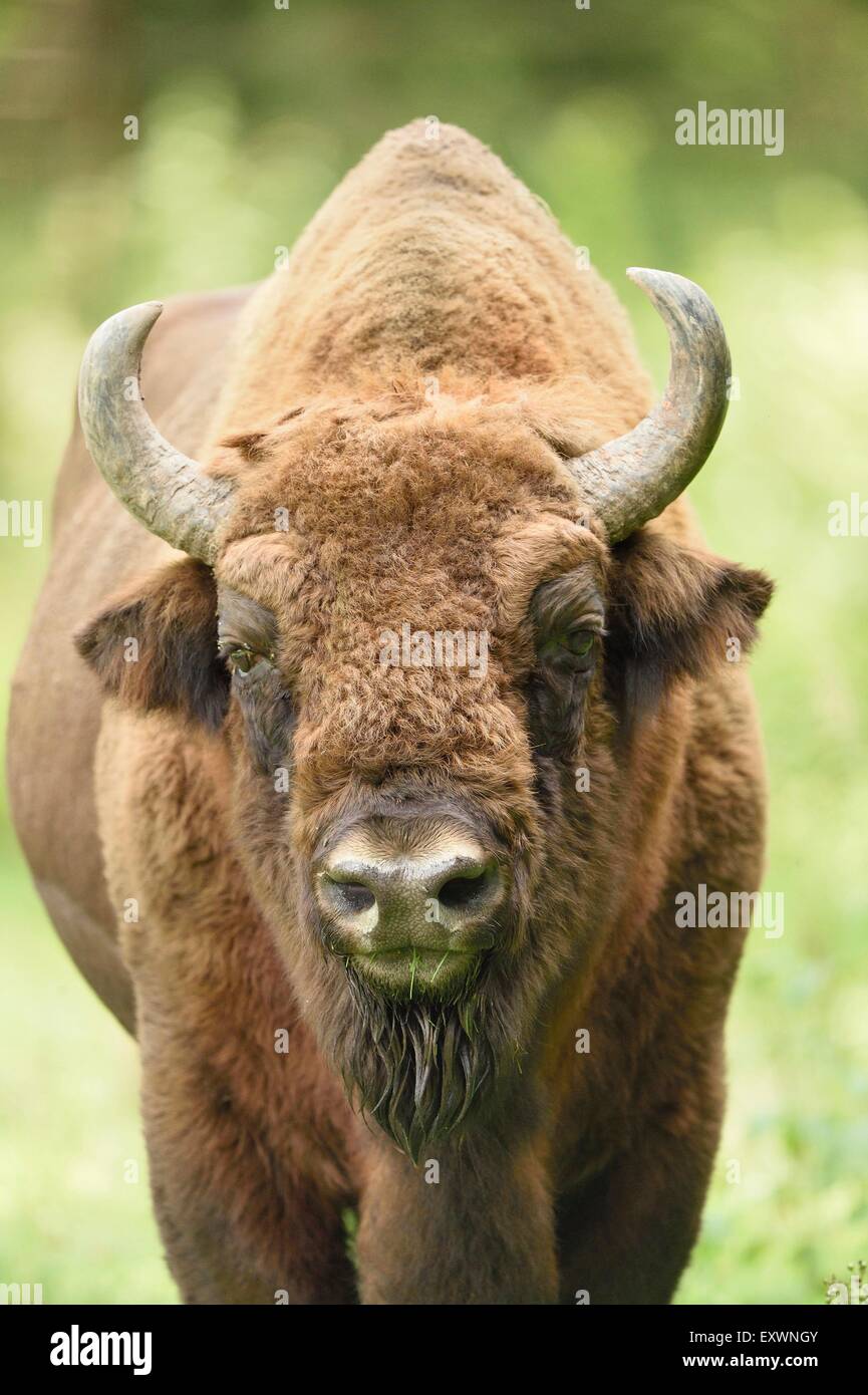 Bison d'Europe, portrait Banque D'Images