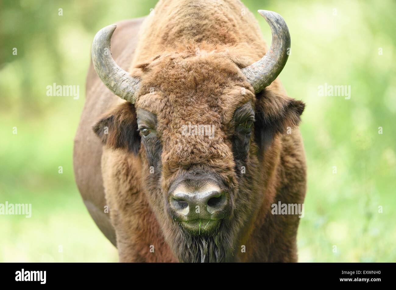 Bison d'Europe, portrait Banque D'Images