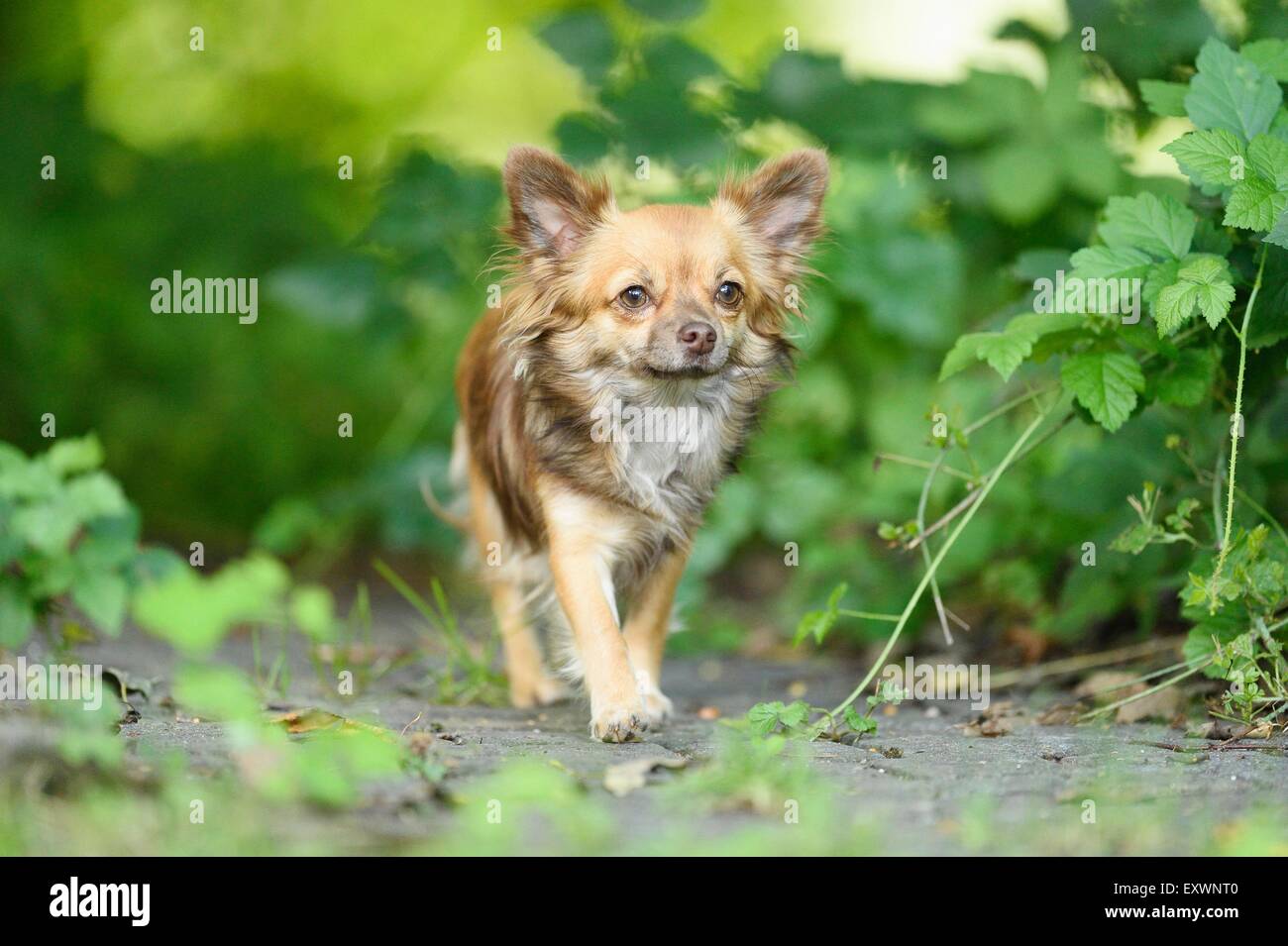 Chihuahua en jardin, Haut-Palatinat, Bavaria, Germany, Europe Banque D'Images