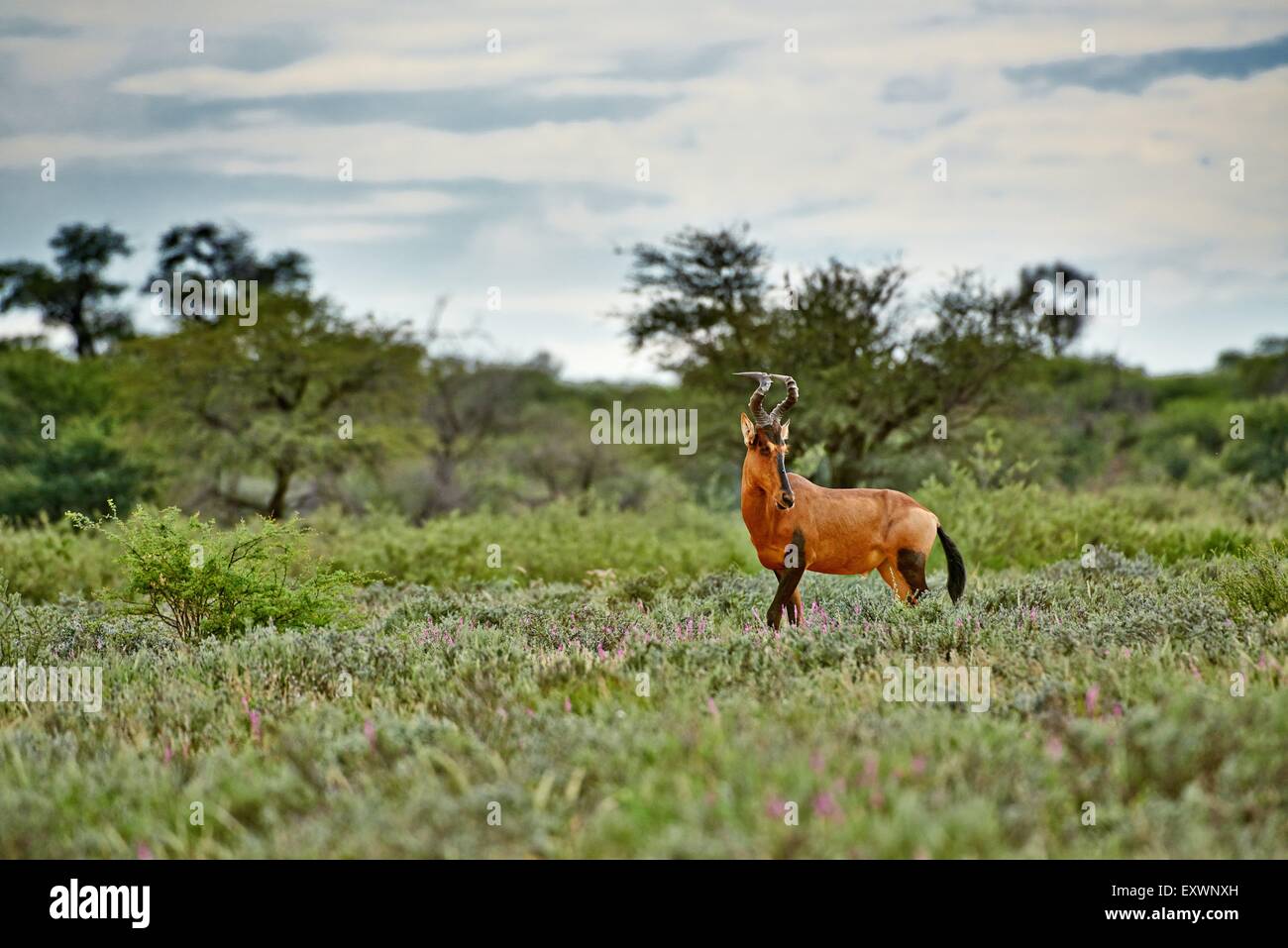 Bubales rouges, Kgalagadi Transfrontier Park, Kalahari, Afrique du Sud, Botsuana Banque D'Images