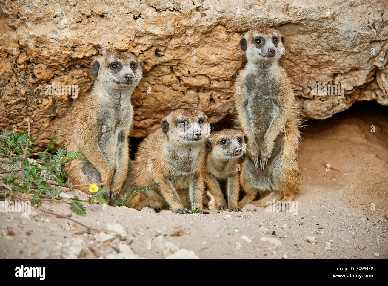 Les suricates, Kgalagadi Transfrontier Park, Kalahari, Afrique du Sud, Botsuana Banque D'Images