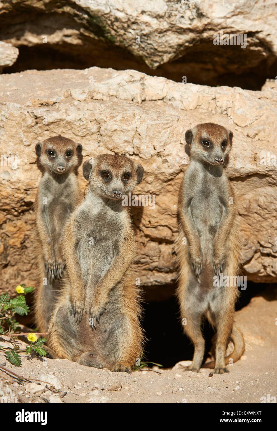 Les suricates, Kgalagadi Transfrontier Park, Kalahari, Afrique du Sud, Botsuana Banque D'Images
