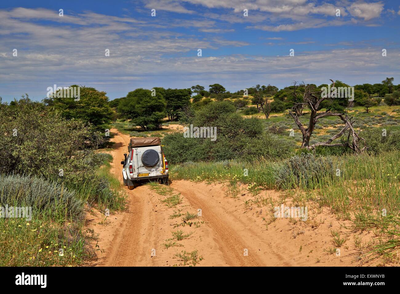 4x4 dans la région de Kgalagadi Transfrontier Park, Kalahari, Botswana, Afrique du Sud Banque D'Images