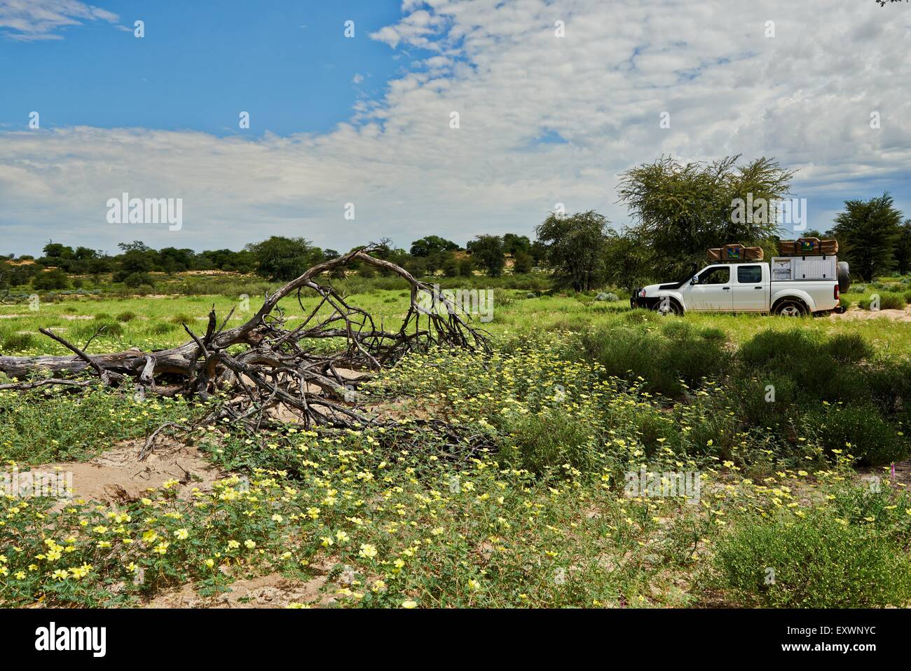 4x4 dans la région de Kgalagadi Transfrontier Park, Kalahari, Botswana, Afrique du Sud Banque D'Images