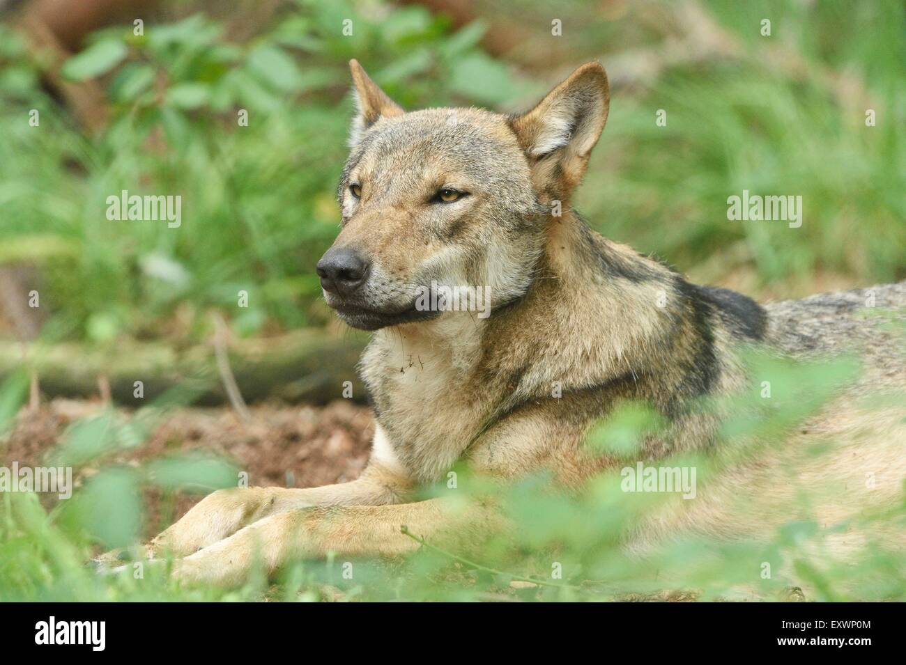 Loup eurasien couché dans une forst Banque D'Images