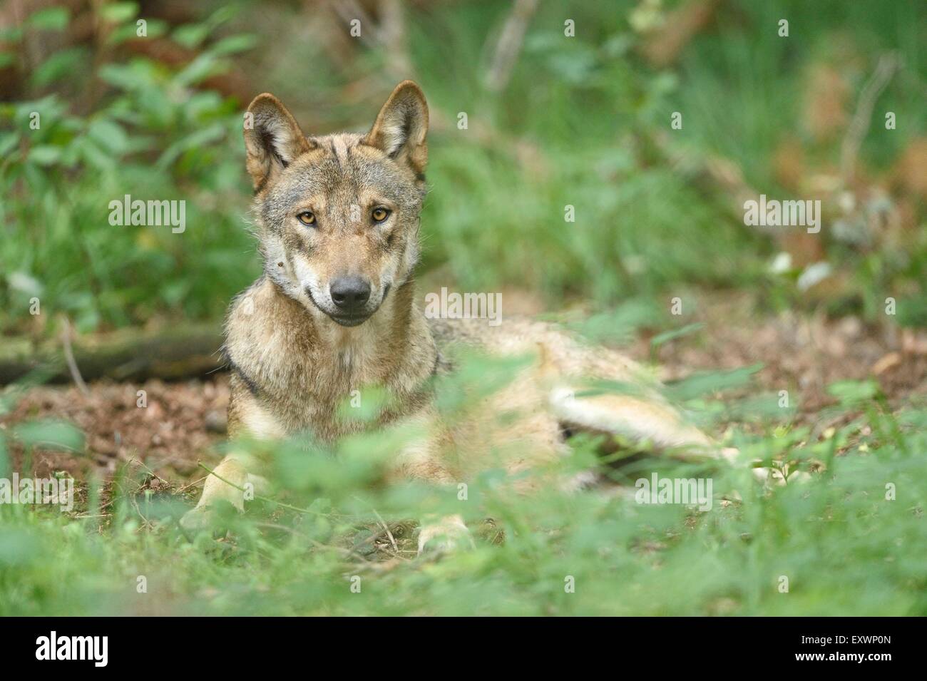 Loup eurasien couché dans une forst Banque D'Images