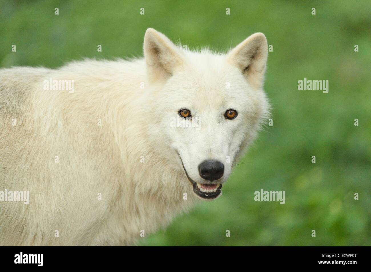 Loup arctique dans un forst Banque D'Images