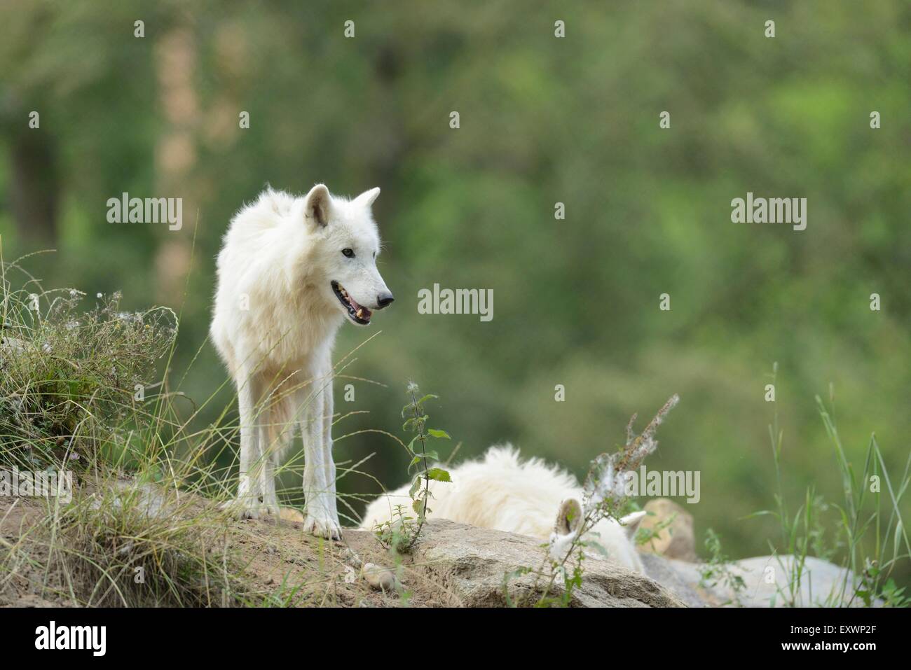 Loup arctique dans une forêt Banque D'Images