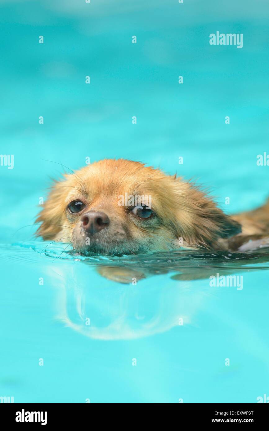 Chihuahua de nager dans une piscine Banque D'Images