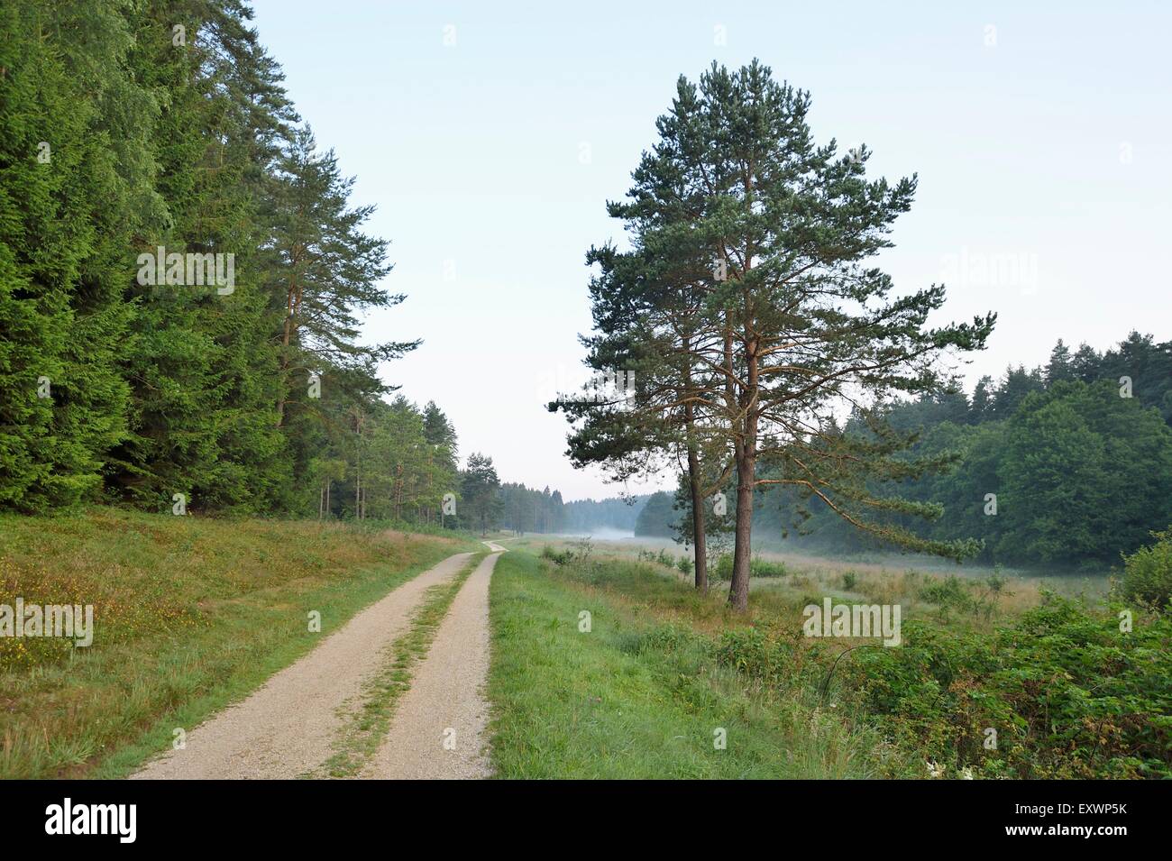 Sentier de la Forêt du Haut-Palatinat, en Bavière, Allemagne Banque D'Images