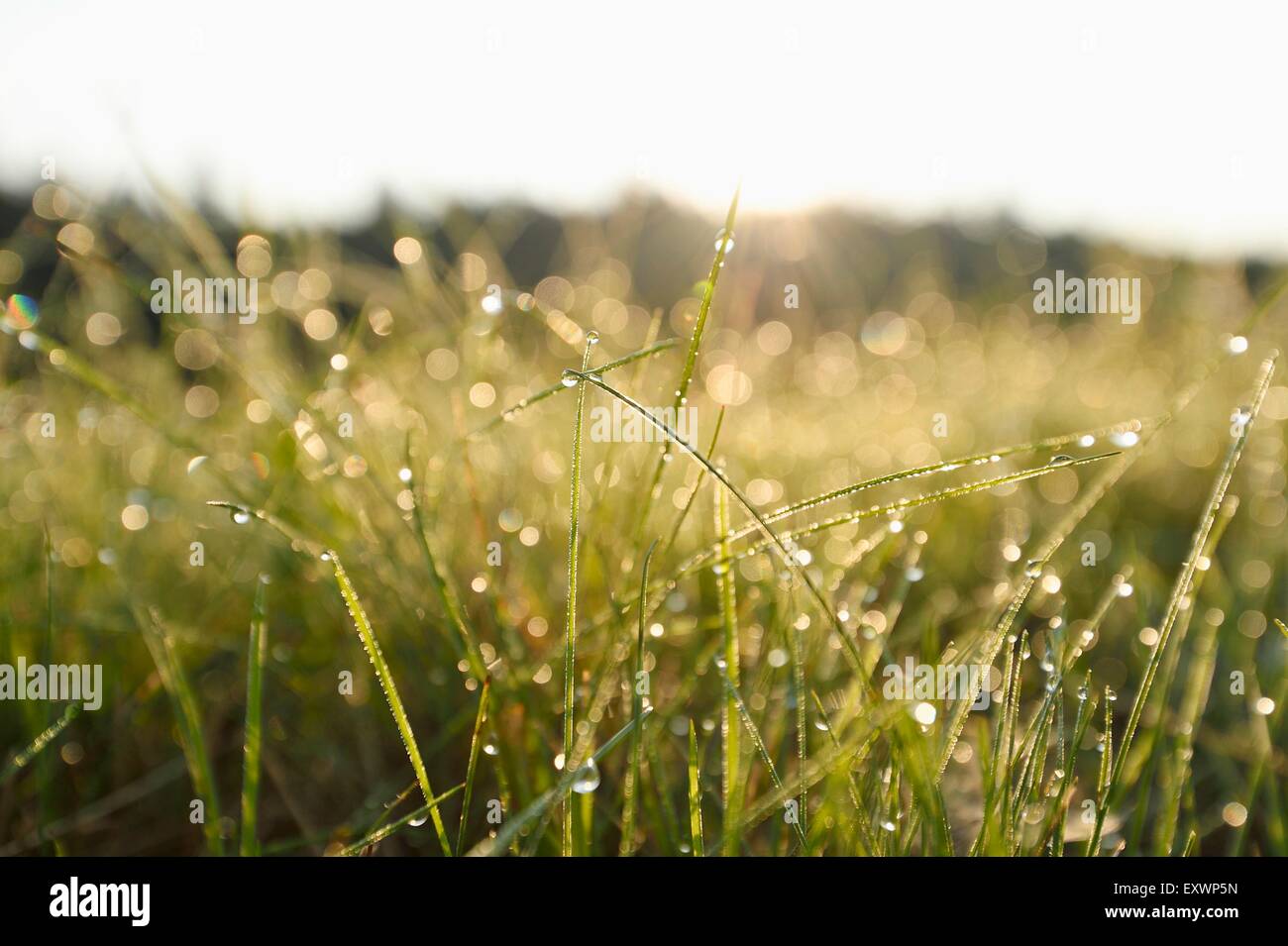 Brins d'herbe avec gouttes dans un pré Banque D'Images