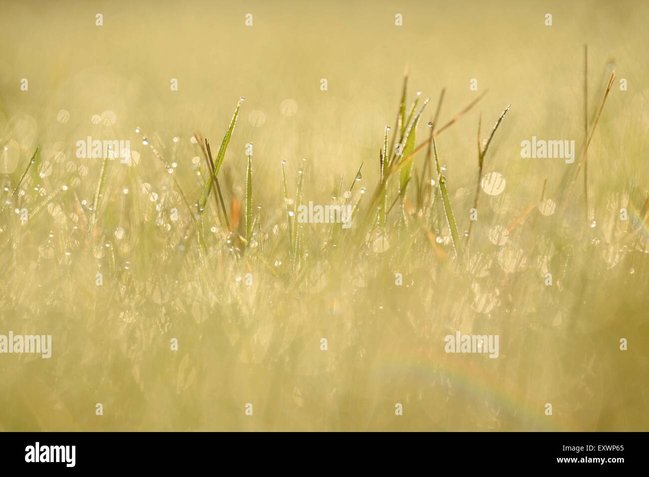 Brins d'herbe avec gouttes dans un pré Banque D'Images