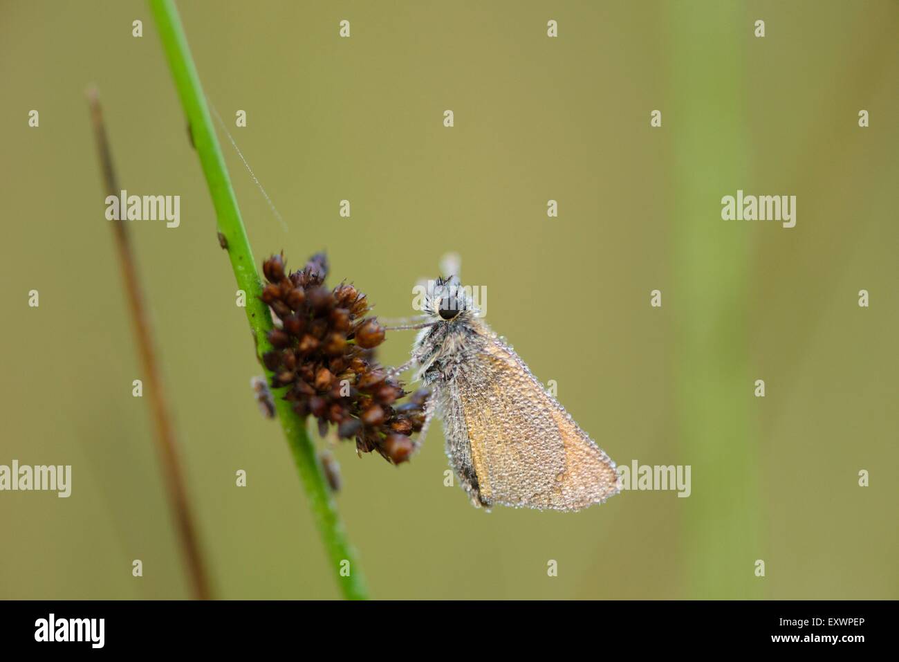 Petit patron sur une tige d'herbe Banque D'Images