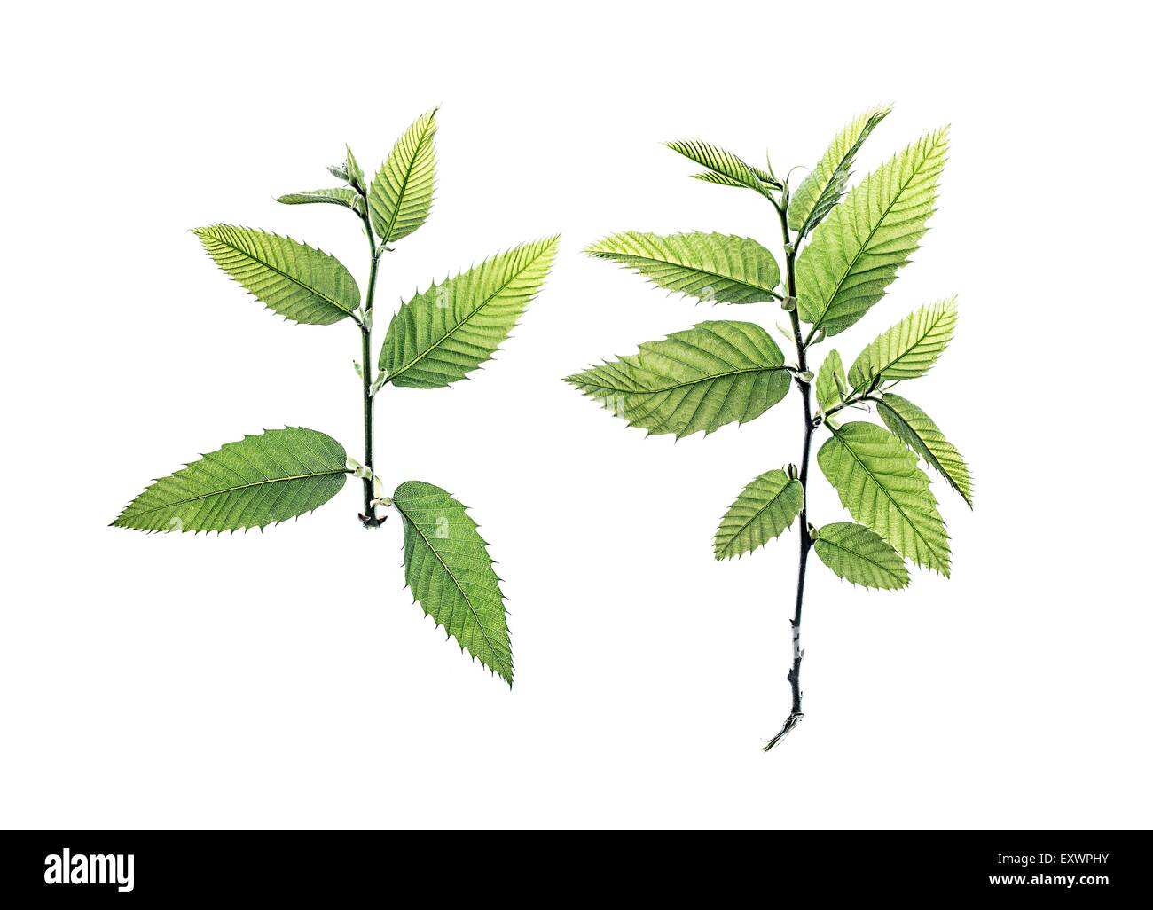 Deux brindilles de sweet chestnut tree Banque D'Images