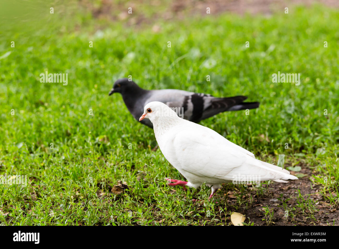 Un pigeon blanc rare article sur l'herbe verte avec un pigeon à côté sombre Banque D'Images