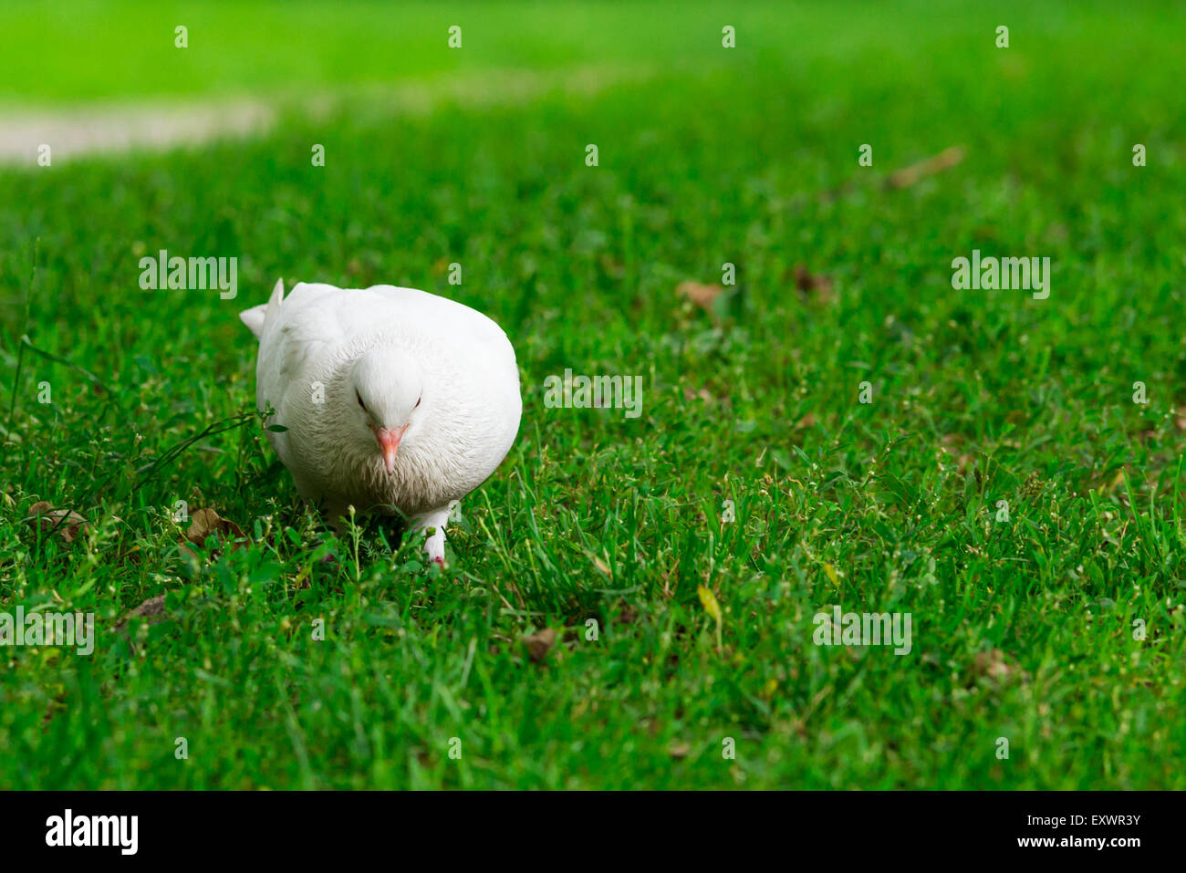 Un pigeon blanc Rare Standing on Green Grass Banque D'Images