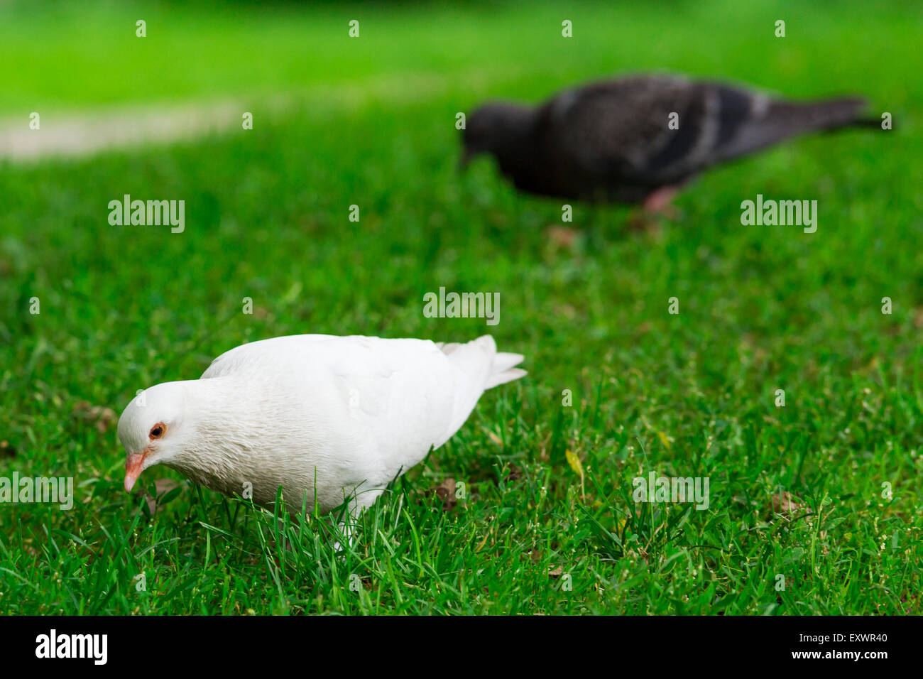 Un pigeon blanc rare article sur l'herbe verte avec un pigeon à côté sombre Banque D'Images