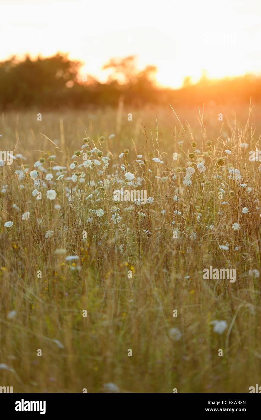 Flower meadow au coucher du soleil, Haut-Palatinat, Bavaria, Germany, Europe Banque D'Images