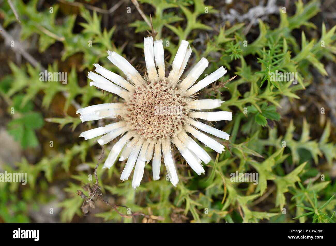 Fleur d'un chardon argenté Carlina, mastics, Haut-Palatinat, Bavaria, Germany, Europe Banque D'Images