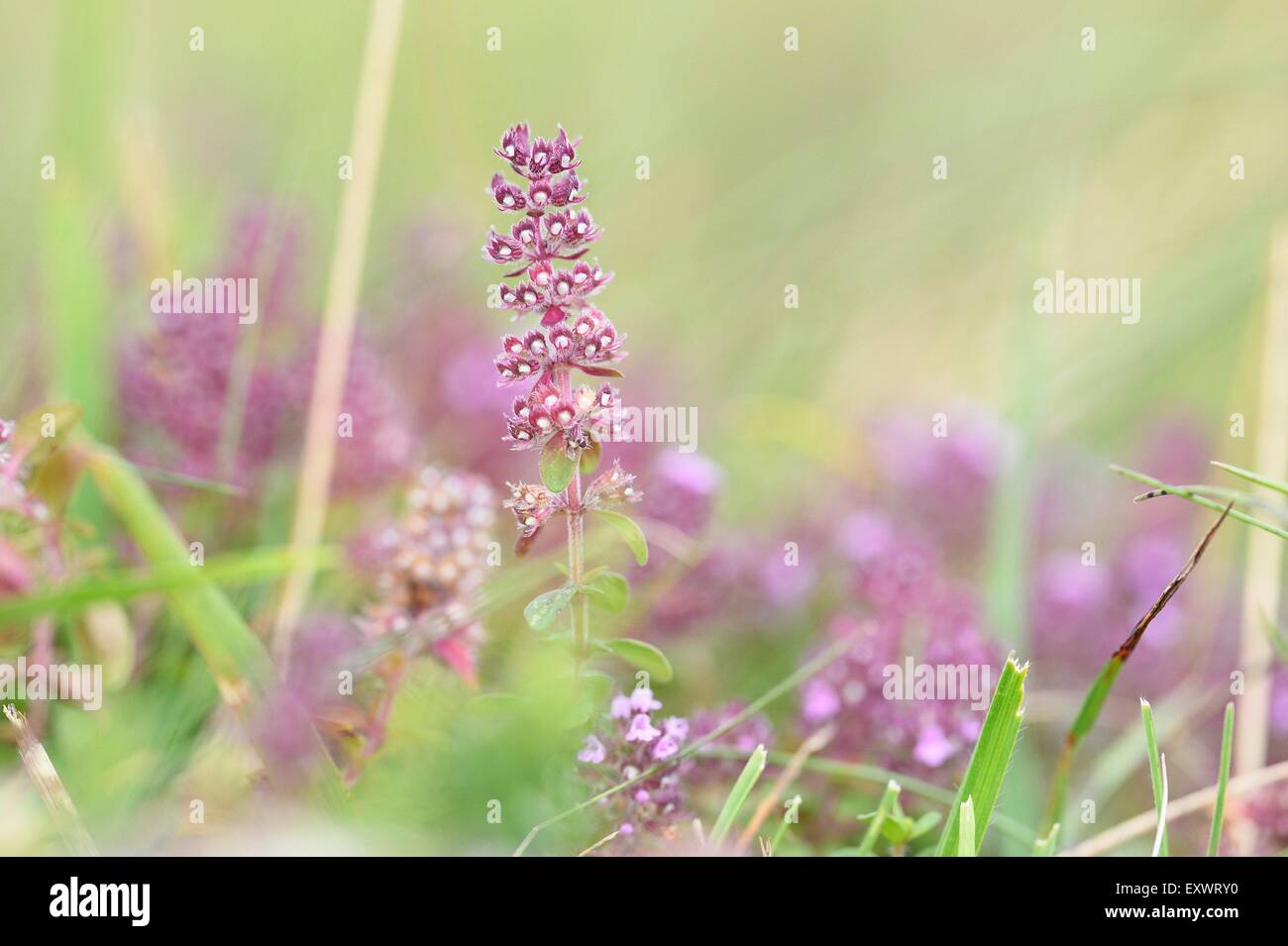 Le thym citron, le thymus pulegioides, Haut-Palatinat, Bavaria, Germany, Europe Banque D'Images