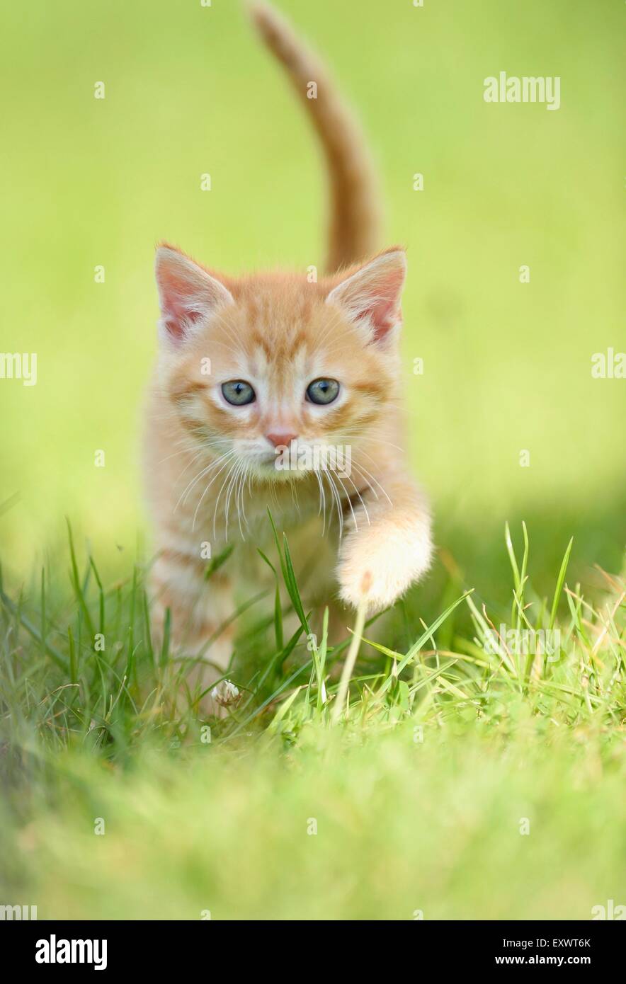 Chat domestique chaton sur un pré Banque D'Images