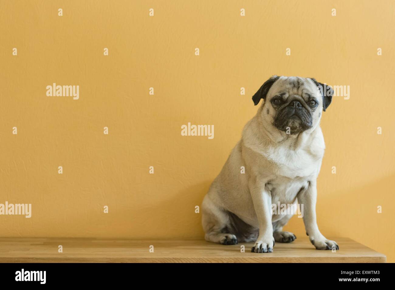 Le pug femelle dog sitting on bench Banque D'Images