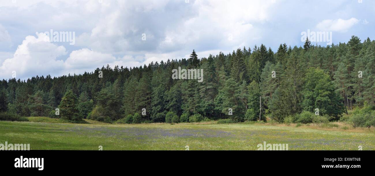 Pré des fleurs et de la Forêt du Haut-Palatinat, en Bavière, Allemagne Banque D'Images