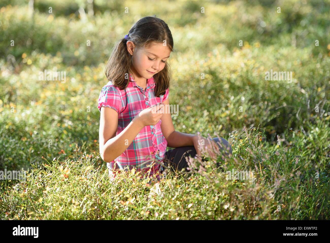 Girl eating berries dans une forêt de pins Banque D'Images