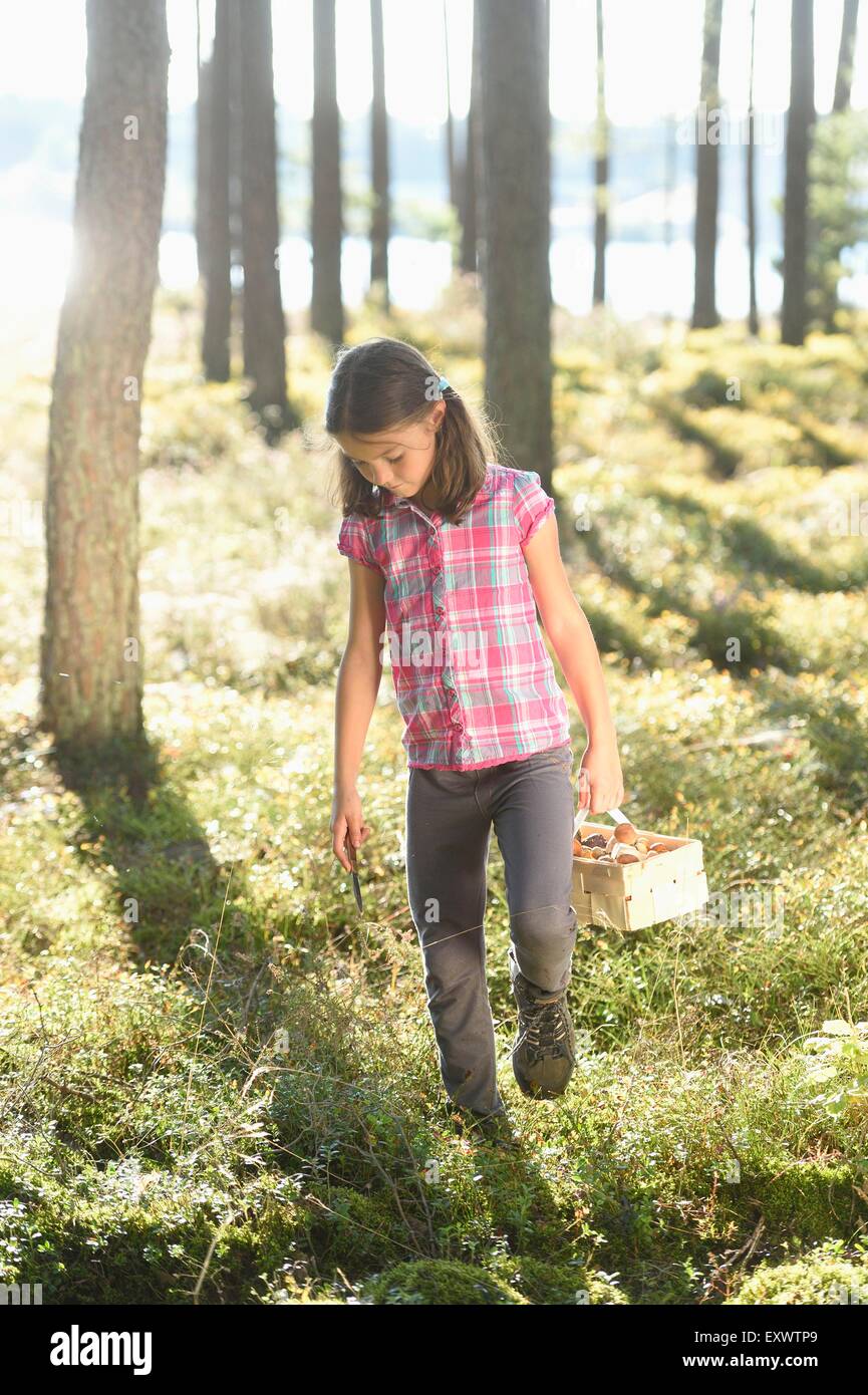 Girl la collecte de champignons dans une forêt de pins Banque D'Images