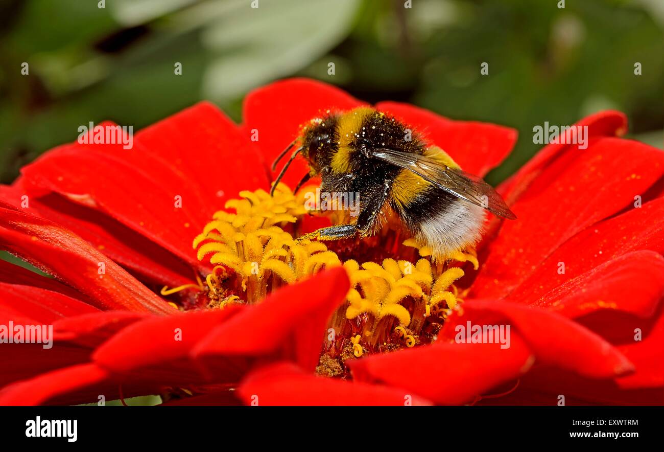 Bumblebee sur zinnia Banque D'Images