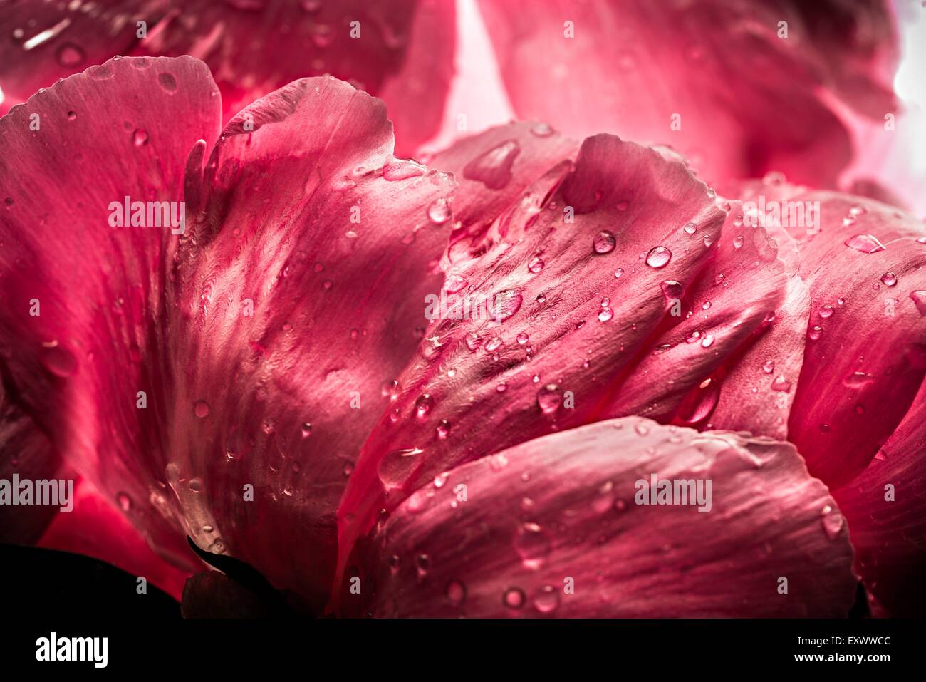 Fleur de pivoine Banque D'Images