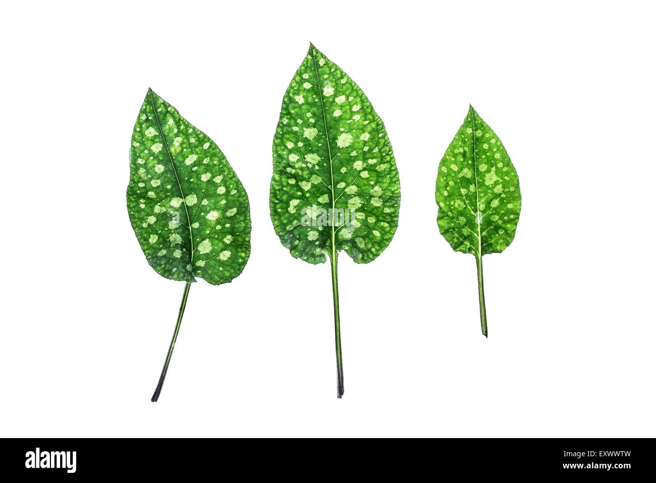 Trois feuilles d'herbe Banque D'Images