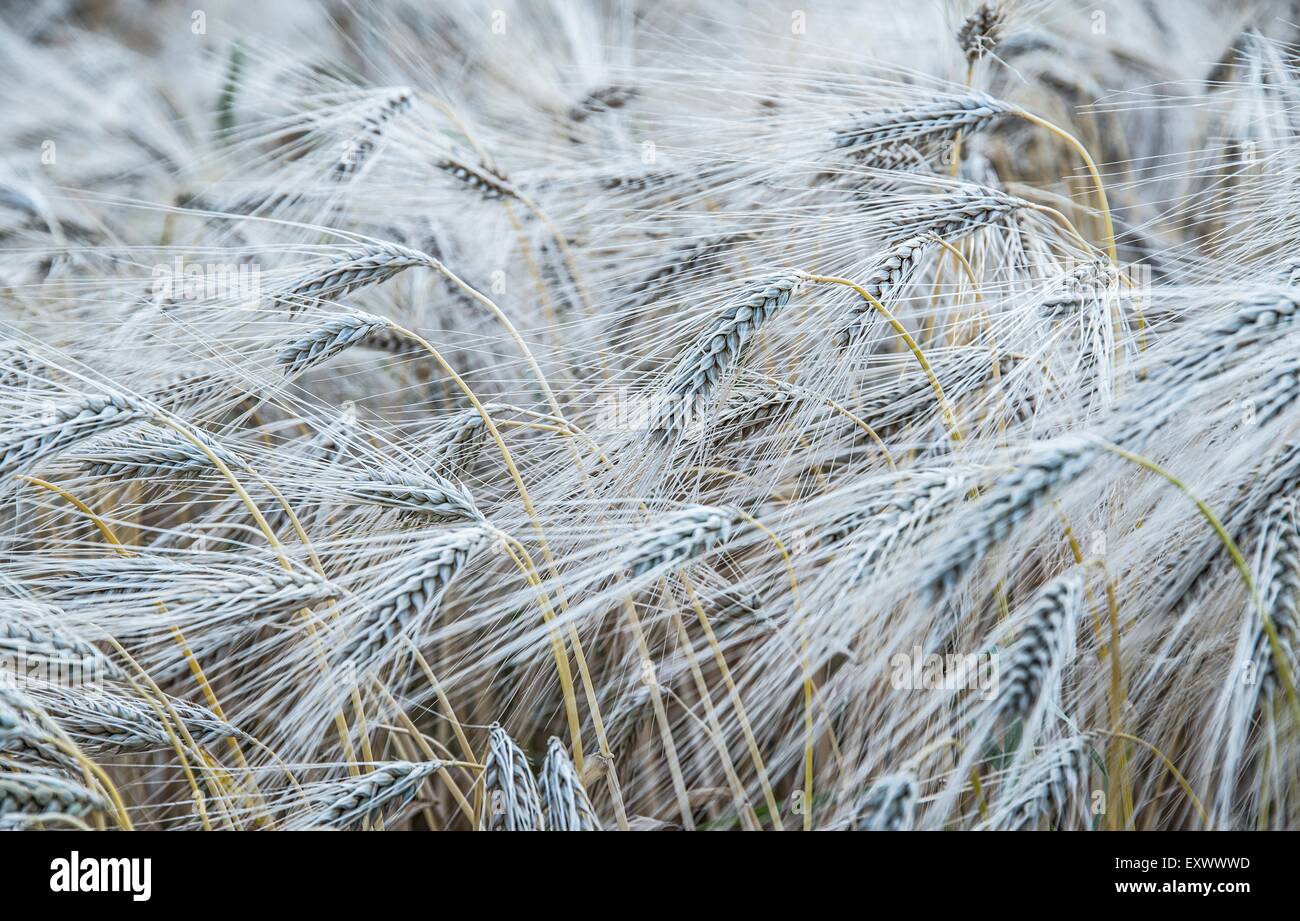 Épis de grain Banque D'Images