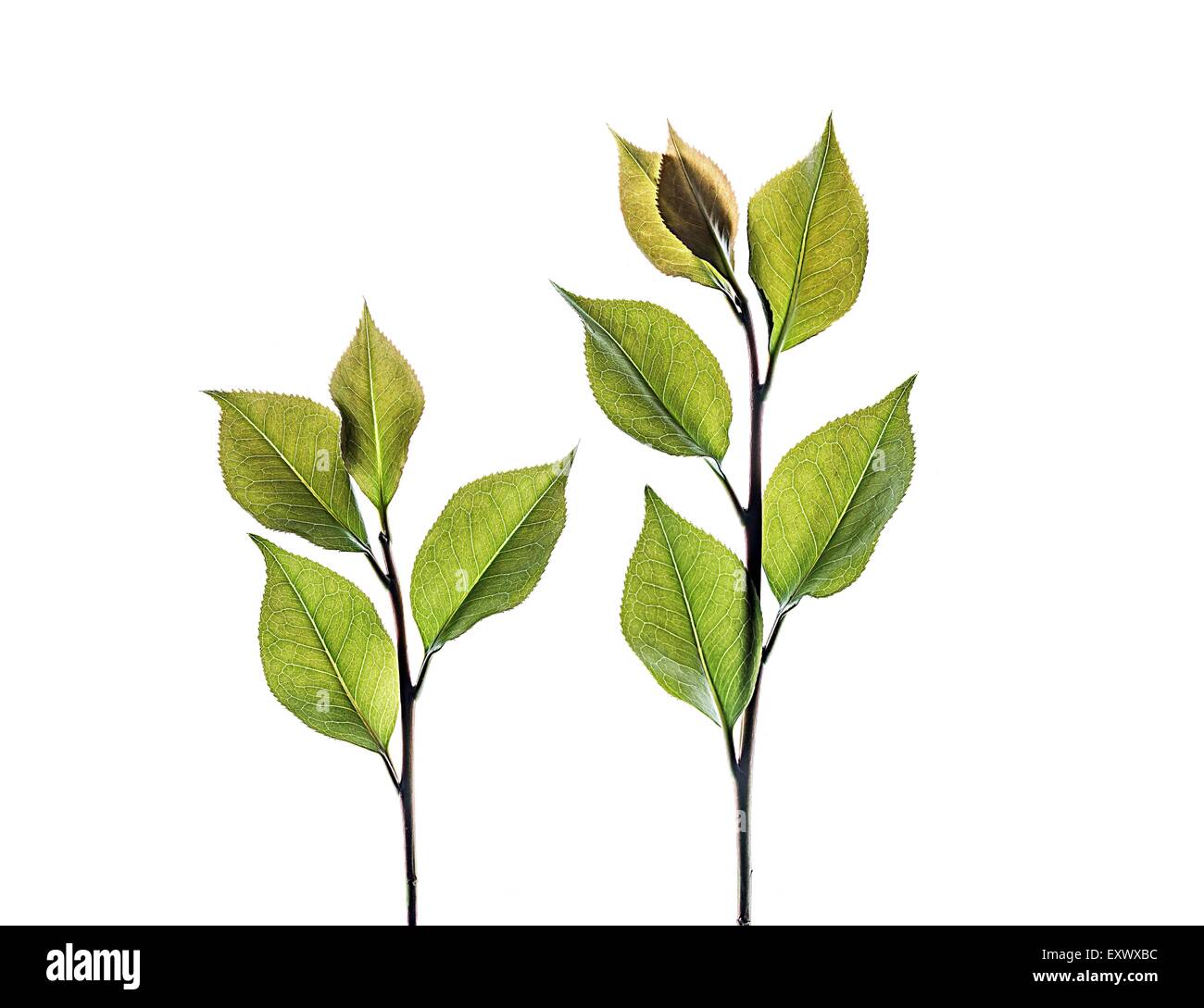 Camélia Banque D'Images