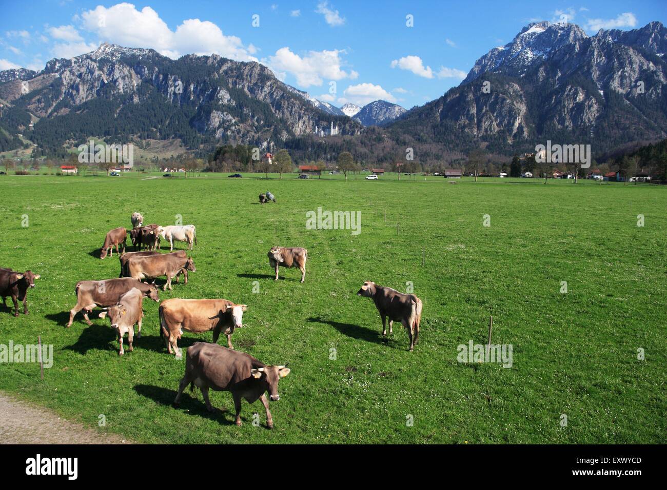 Château de Neuschwanstein, vaches sur pré, Alpes, Bavaria, Germany, Europe Banque D'Images