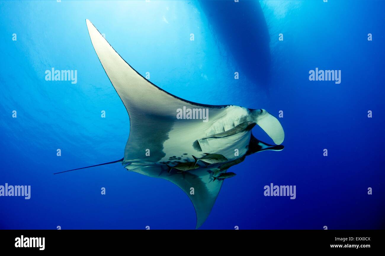 Raie Manta, Manta birostris, Socorro, Mexique Banque D'Images