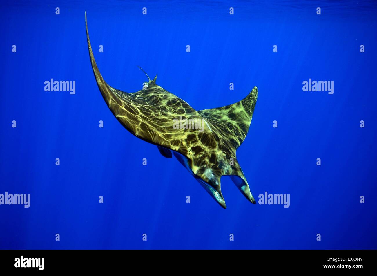 Manta, Manta birostris, Açores, Portugal, Europe Banque D'Images