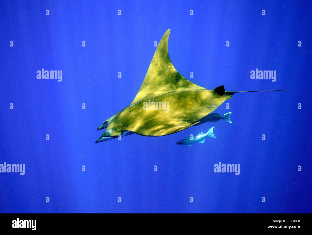 Manta, Manta birostris, Açores, Portugal, Europe Banque D'Images