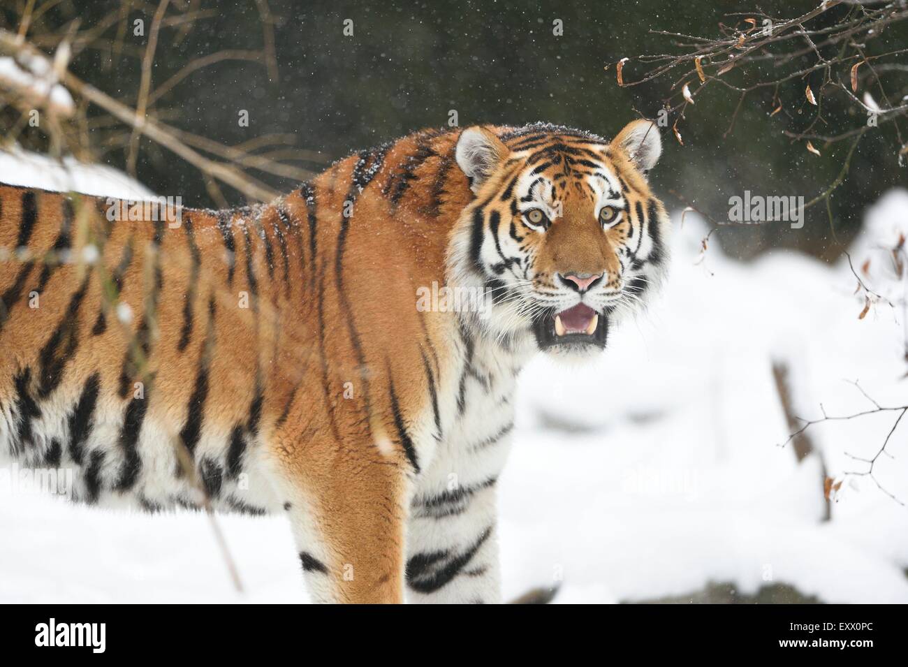 Tigre de Sibérie en hiver Banque D'Images