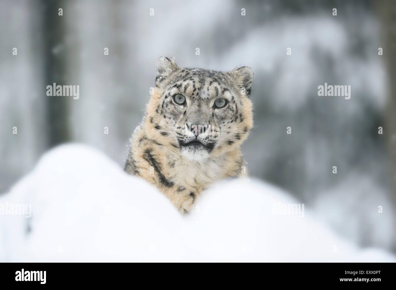 Snow Leopard en hiver Banque D'Images