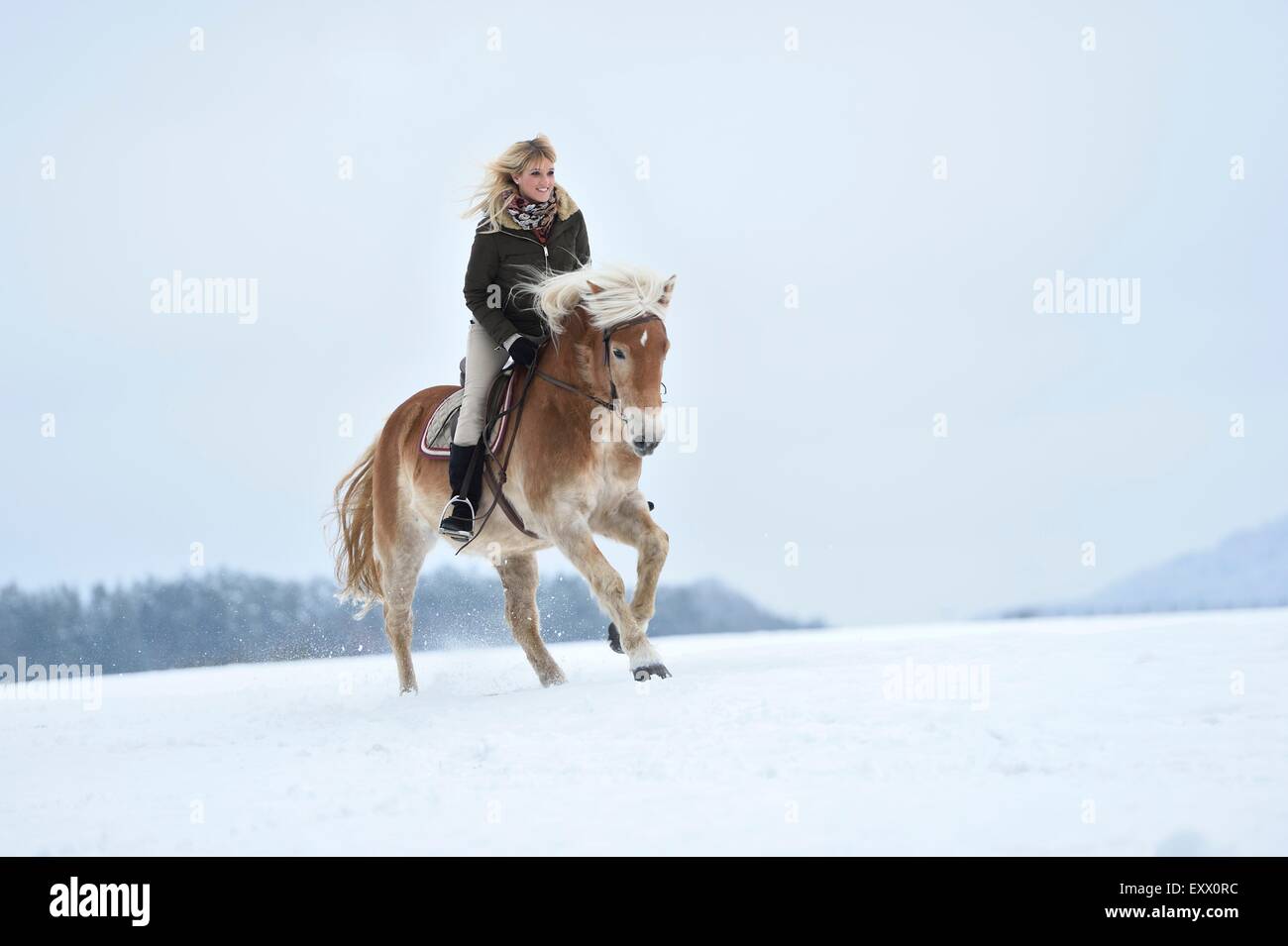 Jeune femme équitation cheval Haflinger dans la neige Banque D'Images