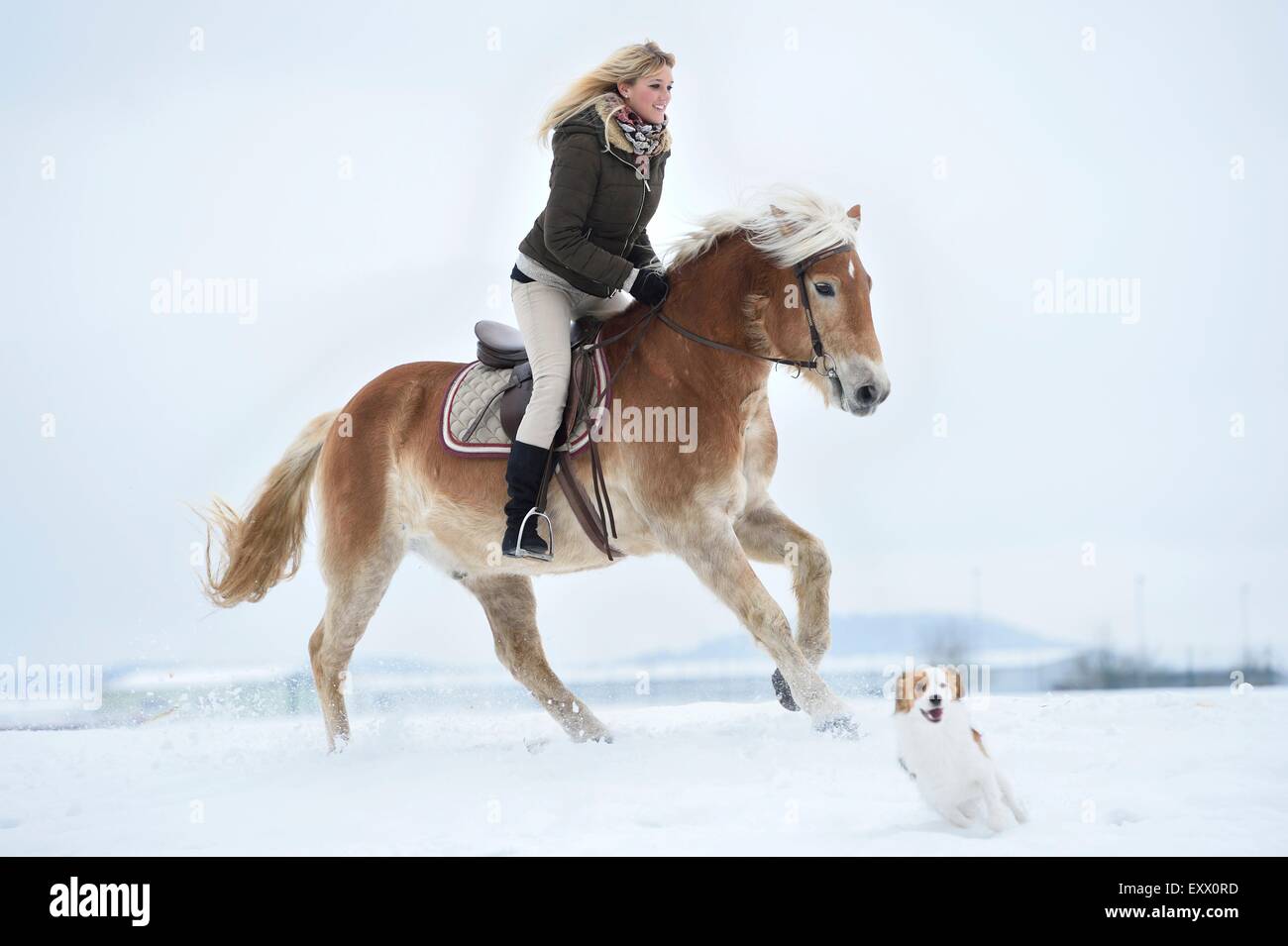 Jeune femme équitation cheval Haflinger dans la neige Banque D'Images