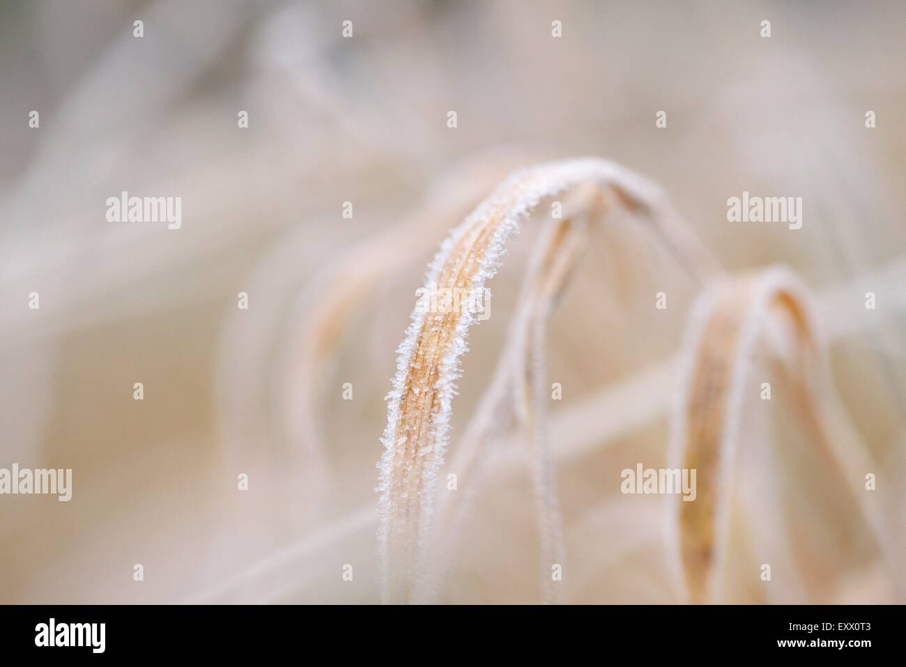 Close-up of a brins d'herbe dans un pré en hiver Banque D'Images