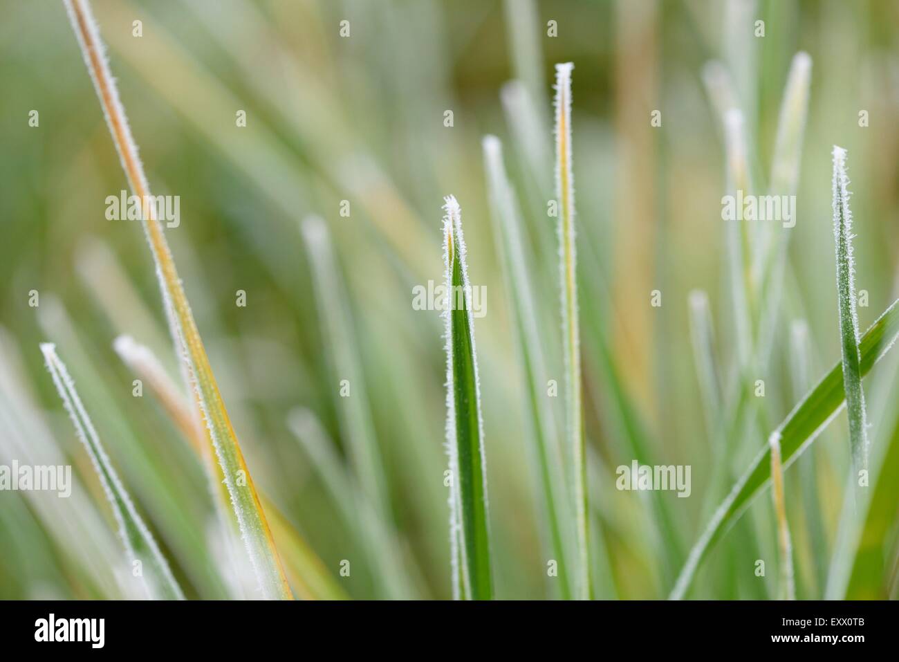 Close-up of a brins d'herbe dans un pré en hiver Banque D'Images