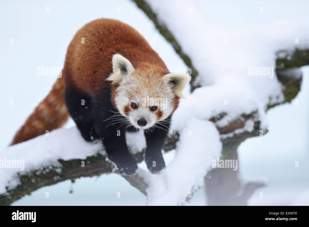 Le panda rouge en hiver dans un arbre Banque D'Images