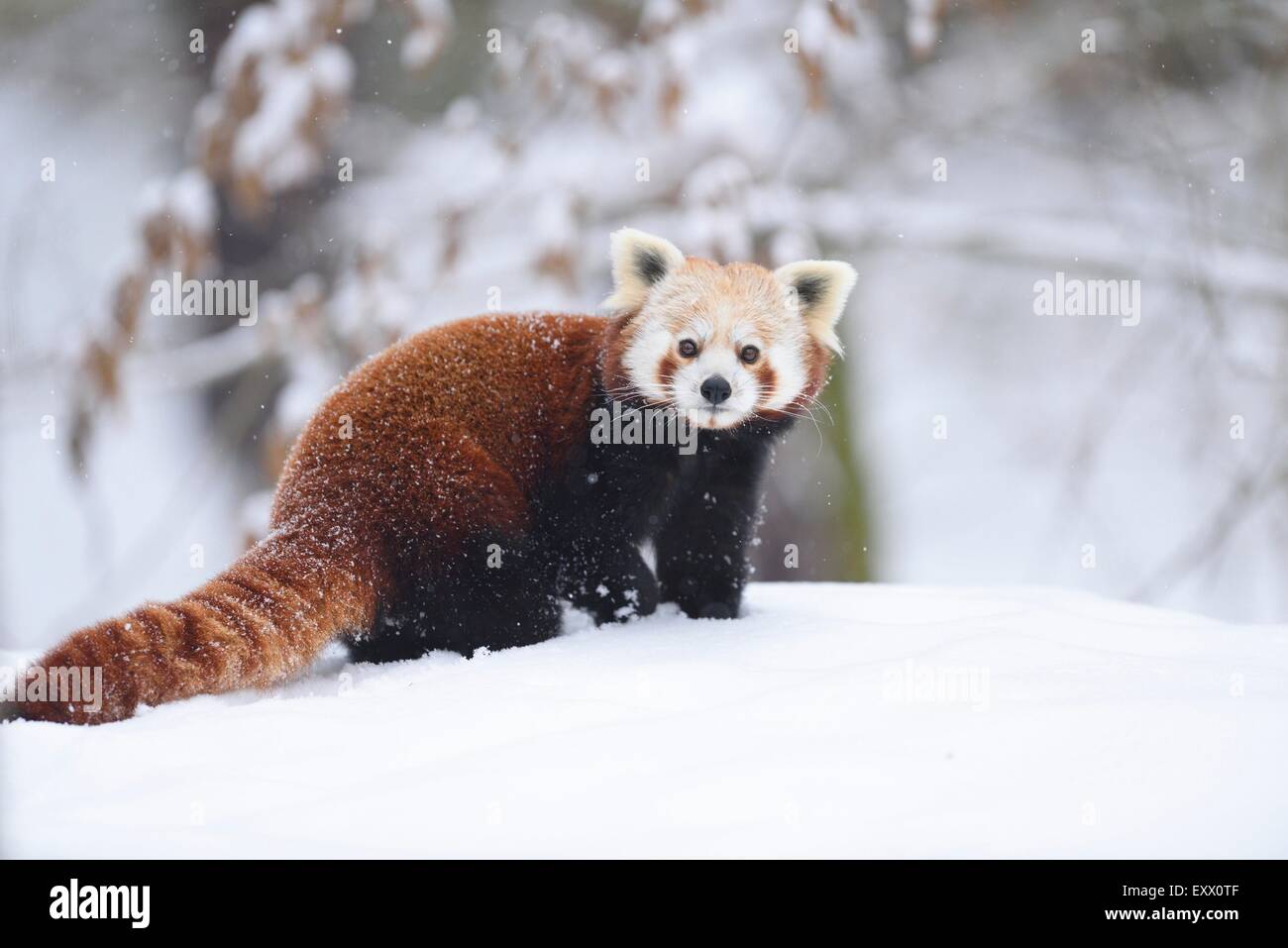 Le panda rouge en hiver Banque D'Images